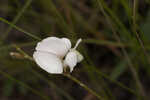 Florida hoarypea